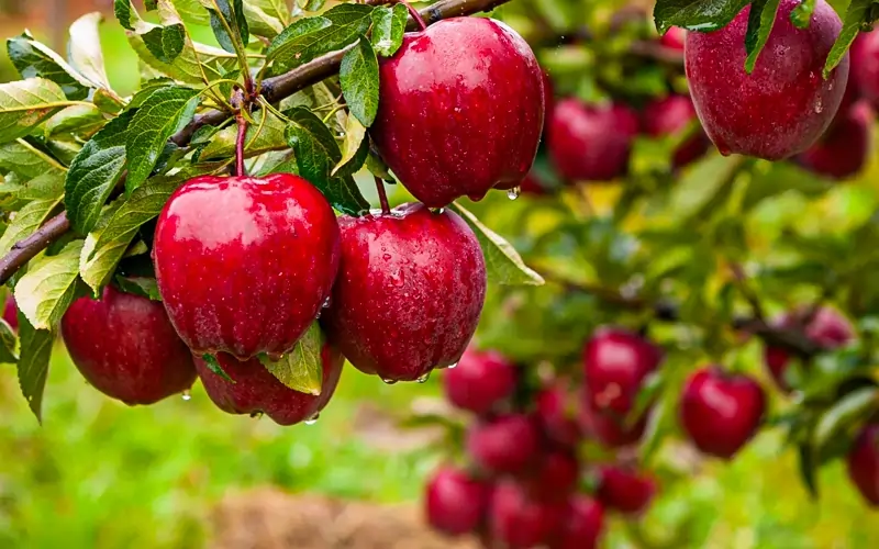 کاربرد آهک در کشاورزی و اصلاح خاک